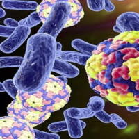 PowerPoint Khoa học tự nhiên 6 Bài 21: Thực hành quan sát sinh vật