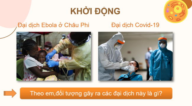 PowerPoint Khoa học tự nhiên 6 Bài 24: Virus