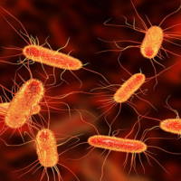 PowerPoint Khoa học tự nhiên 6 Bài 25: Vi khuẩn