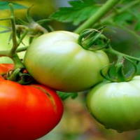 PowerPoint Khoa học tự nhiên 6 Bài 29: Thực vật