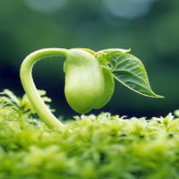 PowerPoint Khoa học tự nhiên 6 Bài 30: Thực hành phân loại thực vật