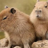 PowerPoint Khoa học tự nhiên 6 Bài 31: Động vật