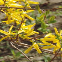 PowerPoint Khoa học tự nhiên 6 Bài 32: Thực hành quan sát và phân loại thực vật ngoài thiên nhiên