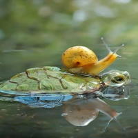 PowerPoint Khoa học tự nhiên 6: Ôn tập chủ đề 8