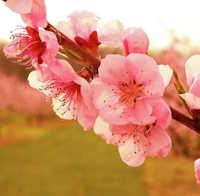 Giáo án mầm non: Hoa mùa xuân