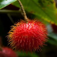 Video AI khởi động Lịch sử - Địa lí 4 Bài 24: Thiên nhiên vùng Nam Bộ