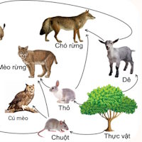 Video AI khởi động Khoa học 4 Bài 29: Chuỗi thức ăn trong tự nhiên