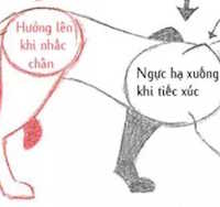 Giáo án mầm non: Cách di chuyển của một số con vật