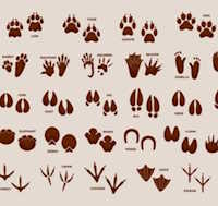 Giáo án mầm non: Dấu chân ai