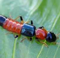 Giáo án mầm non: Dạy trẻ phòng tránh các loại côn trùng nguy hiểm