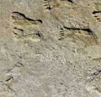  Giáo án mầm non: Dấu chân kì lạ