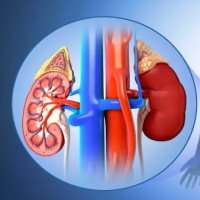 PowerPoint Tự nhiên và xã hội 2 Bài 26: Chăm sóc, bảo vệ cơ quan bài tiết nước tiểu