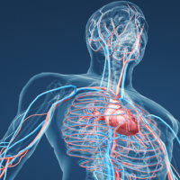 PowerPoint Tự nhiên và xã hội 3 Bài 16: Cơ quan tuần hoàn