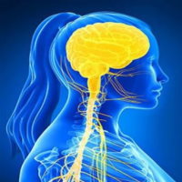 PowerPoint Tự nhiên và xã hội 3 Bài 17: Cơ quan thần kinh