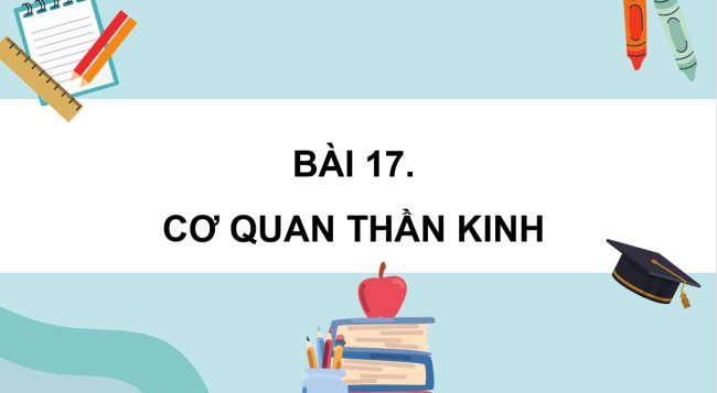 PowerPoint Tự nhiên và xã hội 3 Bài 17: Cơ quan thần kinh