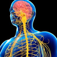 PowerPoint Tự nhiên và xã hội 3 Ôn tập Chủ đề con người và sức khỏe