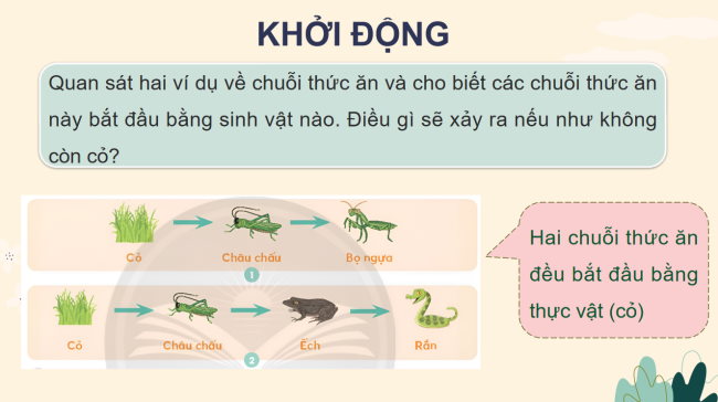 PowerPoint Khoa học 4 Bài 31: Vai trò của thực vật trong chuỗi thức ăn