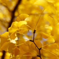 PowerPoint Tự nhiên và xã hội 3 Bài 19: Ôn tập chủ đề thực vật và động vật