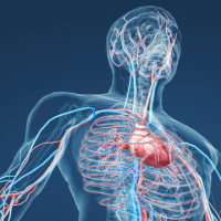 PowerPoint Tự nhiên và xã hội 3 Bài 21: Cơ quan tuần hoàn