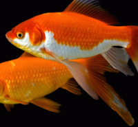 Giáo án mầm non: Con cá vàng