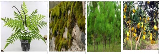 Khoa học tự nhiên 6