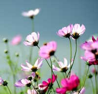  Giáo án mầm non: Những cánh hoa mùa xuân