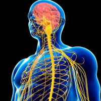 PowerPoint Tự nhiên và xã hội 3 Bài 22: Cơ quan thần kinh