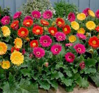  Giáo án mầm non: Trồng hoa ngày Tết