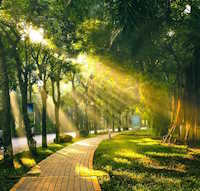 Giáo án mầm non: Đặc điểm nổi bật, ích lợi của 1 số cây xanh