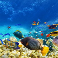 PowerPoint Địa lí 6 Bài 18: Biển và đại dương