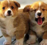 Giáo án mầm non: Một số con vật nuôi trong gia đình có 4 chân