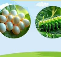 Giáo án mầm non: Vòng đời của bướm