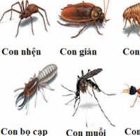 Giáo án mầm non: Tìm hiểu về một số loại côn trùng