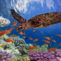 PowerPoint Địa lí 6 Bài 19: Biển và đại dương. Một số đặc điểm của môi trường biển