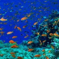 PowerPoint Địa lí 6 Bài 20: Thực hành: Xác định trên lược đồ các đại dương thế giới