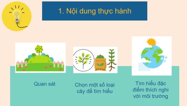 PowerPoint Địa lí 6 Bài 23: Thực hành: Tìm hiểu lớp phủ thực vật ở địa phương