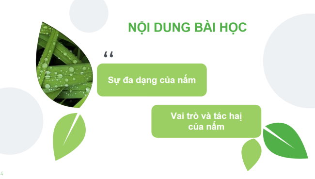 PowerPoint Khoa học tự nhiên 6 Bài 18: Đa dạng nấm