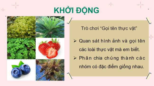 PowerPoint Khoa học tự nhiên 6 Bài 19: Đa dạng thực vật