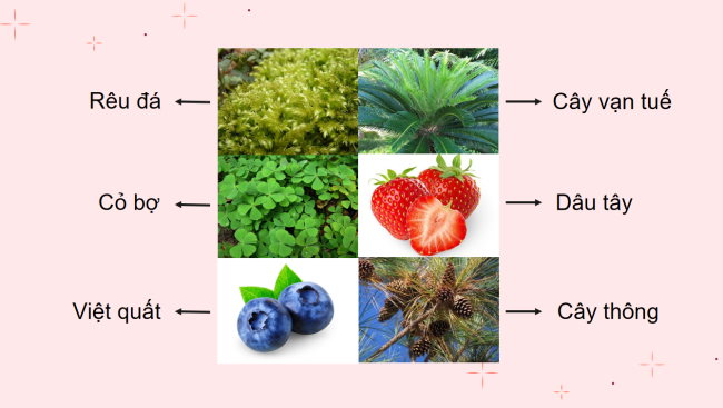 PowerPoint Khoa học tự nhiên 6 Bài 19: Đa dạng thực vật