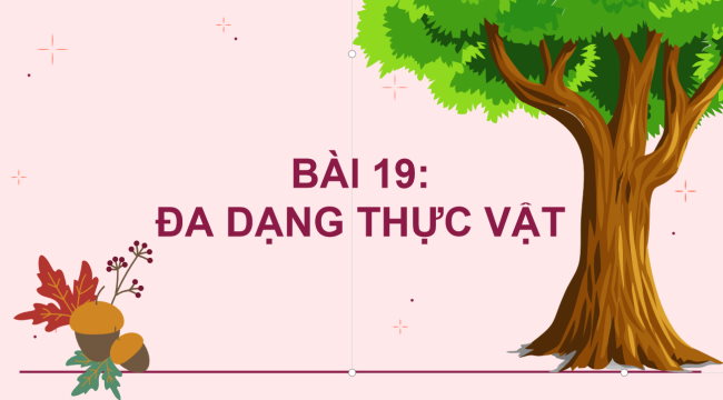 PowerPoint Khoa học tự nhiên 6 Bài 19: Đa dạng thực vật