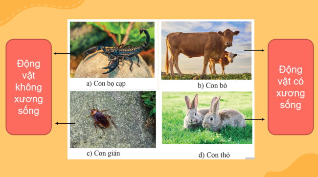 PowerPoint Khoa học tự nhiên 6 Bài 23: Đa dạng động vật có xương sống