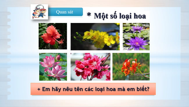 PowerPoint Mĩ thuật 1 Chủ đề 7: Hoa, quả