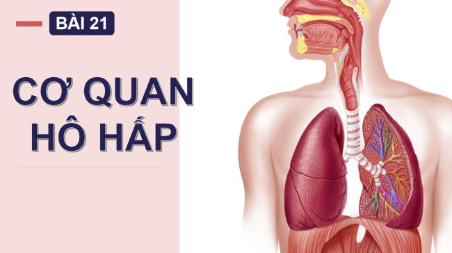 PowerPoint Tự nhiên và xã hội 2 Bài 21: Cơ quan hô hấp