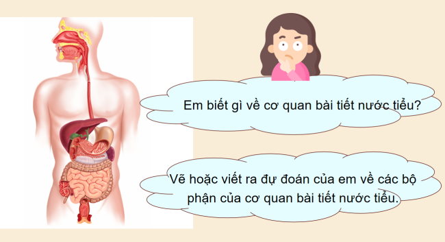 PowerPoint Tự nhiên và xã hội 2 Bài 23: Cơ quan bài tiết nước tiểu