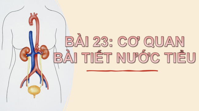 PowerPoint Tự nhiên và xã hội 2 Bài 23: Cơ quan bài tiết nước tiểu