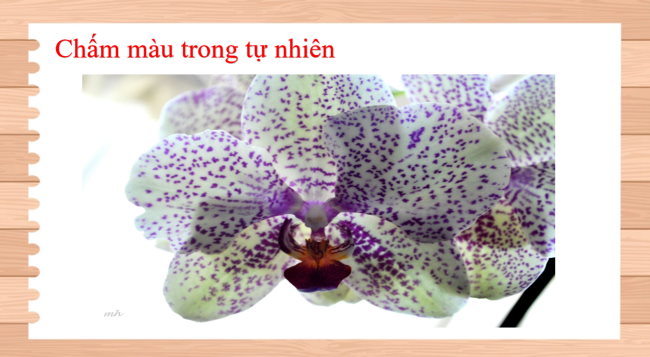 PowerPoint Mĩ thuật 1 Chủ đề 2: Sáng tạo từ những chấm màu