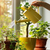 Trò chơi khởi động Công nghệ 4 Bài 5: Trồng hoa, cây cảnh trong chậu