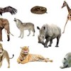 Giáo án mầm non: Tìm hiểu về động vật sống trong rừng