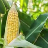 Giáo án mầm non: Khám phá về các loại ngô
