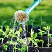 Trò chơi khởi động Khoa học 4 Bài 18: Ôn tập chủ đề thực vật và động vật